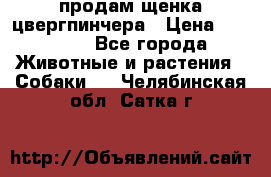 продам щенка цвергпинчера › Цена ­ 15 000 - Все города Животные и растения » Собаки   . Челябинская обл.,Сатка г.